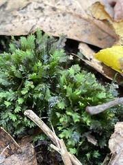 Fissidens taxifolius