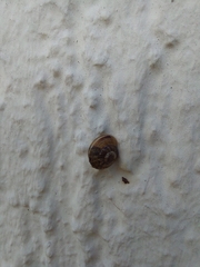 Hygromia cinctella
