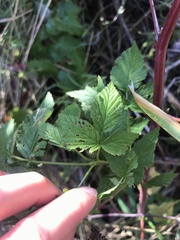 Rubus leucodermis