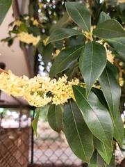 Osmanthus fragrans