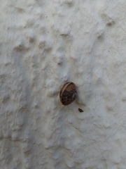 Hygromia cinctella