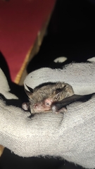 Myotis daubentonii