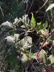 Rubus leucodermis