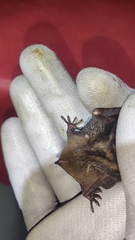 Myotis daubentonii