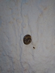 Hygromia cinctella