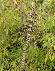 Vitex agnus-castus