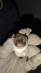Myotis daubentonii