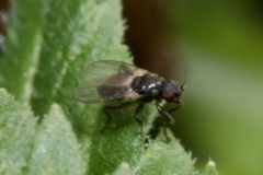 Sphaeroceridae