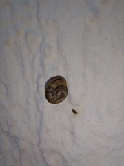 Hygromia cinctella