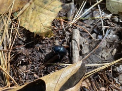 Geotrupes balyi