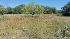 Bothriochloa ischaemum