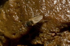 Limosininae