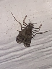 Elophila obliteralis