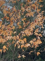 Platanus racemosa