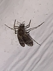 Elophila obliteralis