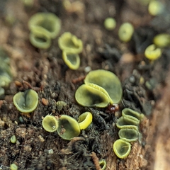 Chlorosplenium