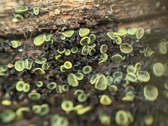 Chlorosplenium