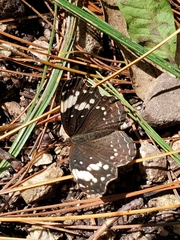 Anthanassa sitalces