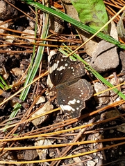 Anthanassa sitalces