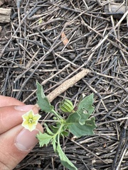 Physalis angulata