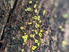 Chlorosplenium