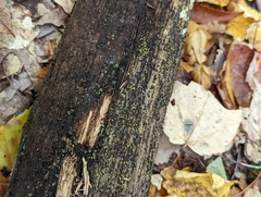 Chlorosplenium