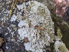 Punctelia missouriensis