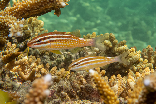 Blacksaddle goatfish (Parupeneus ciliatus) — Mullidae — 4
