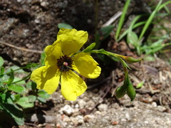 Tuberaria globulariifolia