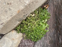 Veronica anagallis-aquatica