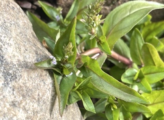 Veronica anagallis-aquatica