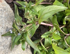 Veronica anagallis-aquatica