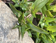 Veronica anagallis-aquatica