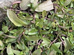 Veronica anagallis-aquatica