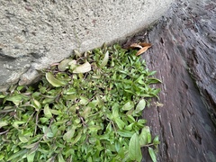 Veronica anagallis-aquatica
