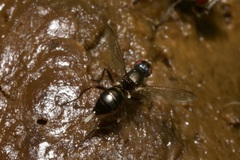 Nemopoda nitidula