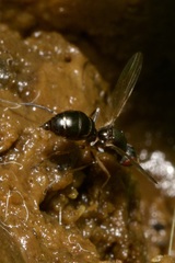 Nemopoda nitidula