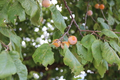 Prunus mexicana