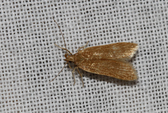 Helcystogramma rufescens