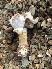Agaricus evertens