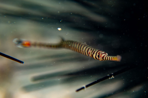 Chapman's pipefish (Dunckerocampus chapmani) — Syngnathidae — 5