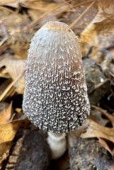 Coprinus sterquilinus