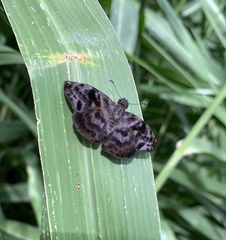 Ebrietas anacreon