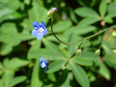 Omphalodes nitida