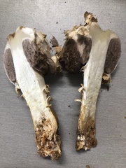 Agaricus evertens