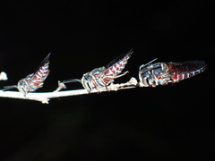 Coelioxys slossoni slossoni
