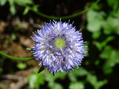 Jasione
