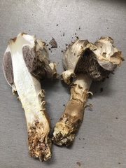 Agaricus evertens