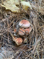 Hypholoma lateritium