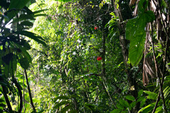 Brownea grandiceps